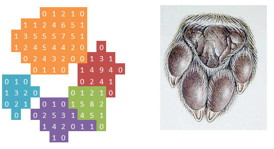 Raw pixels vs dog paw