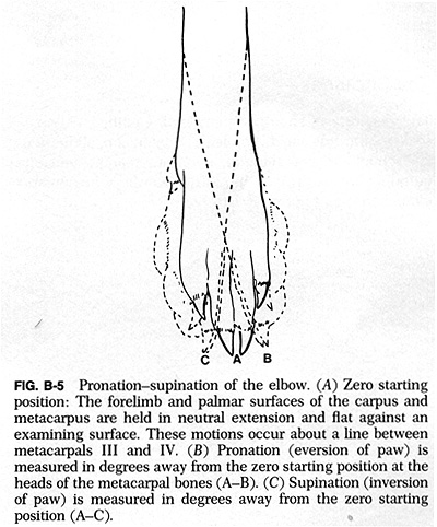 Pronation-supination of the elbow of a dog